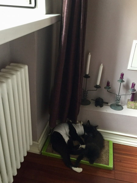 Кошки в нашей жизни. Кошки и все, что с ними связано.