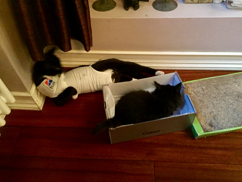 Кошки в нашей жизни. Кошки и все, что с ними связано.