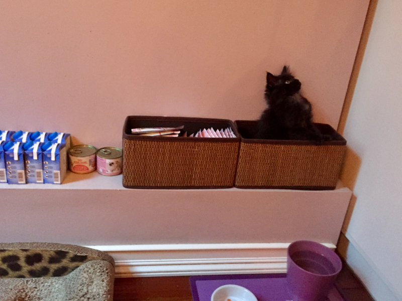 Кошки в нашей жизни. Кошки и все, что с ними связано.