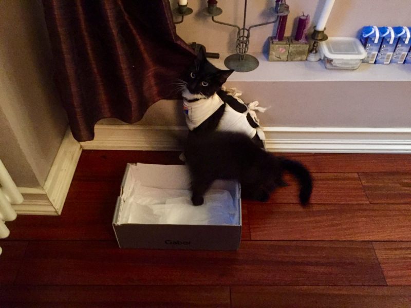 Кошки в нашей жизни. Кошки и все, что с ними связано.