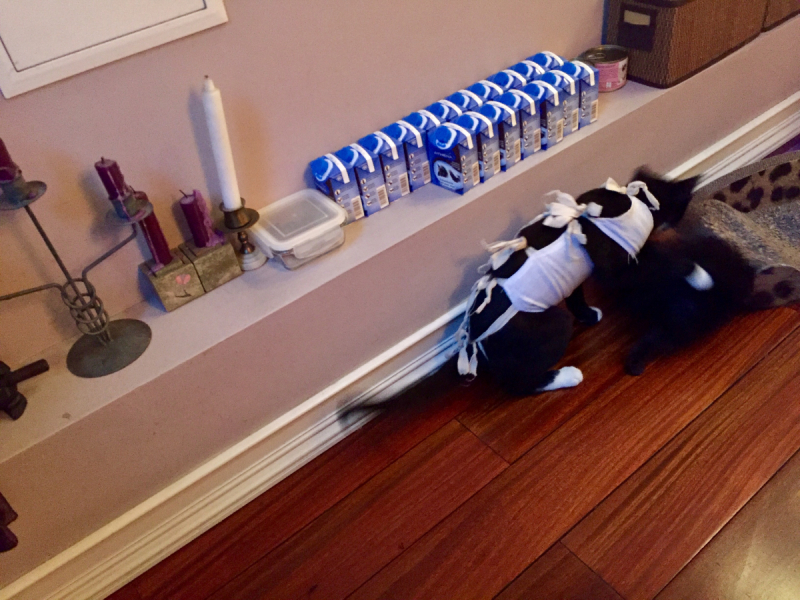 Кошки в нашей жизни. Кошки и все, что с ними связано.