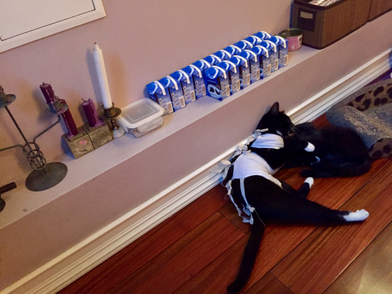 Кошки в нашей жизни. Кошки и все, что с ними связано.