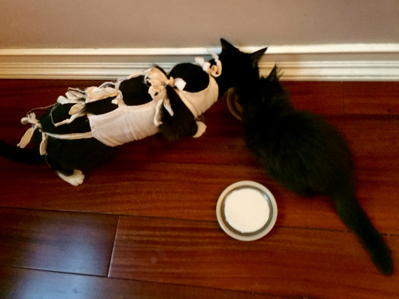 Кошки в нашей жизни. Кошки и все, что с ними связано.