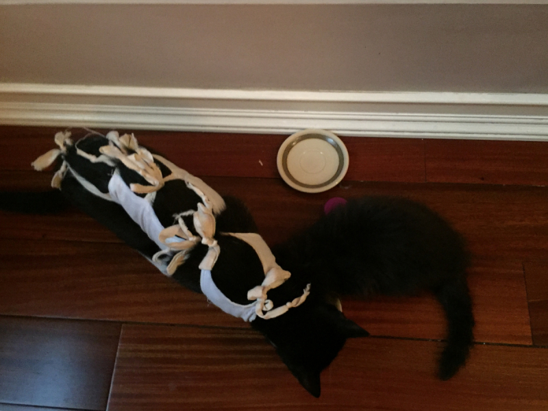 Кошки в нашей жизни. Кошки и все, что с ними связано.