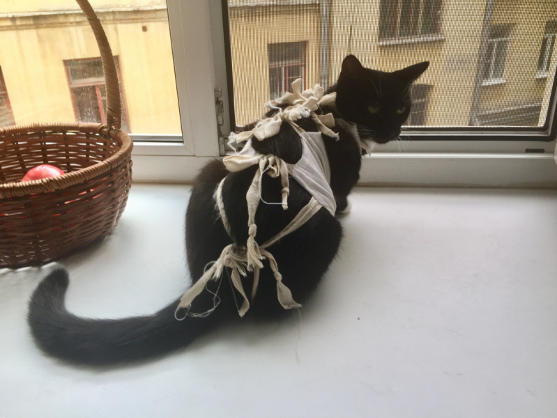 Кошки в нашей жизни. Кошки и все, что с ними связано.