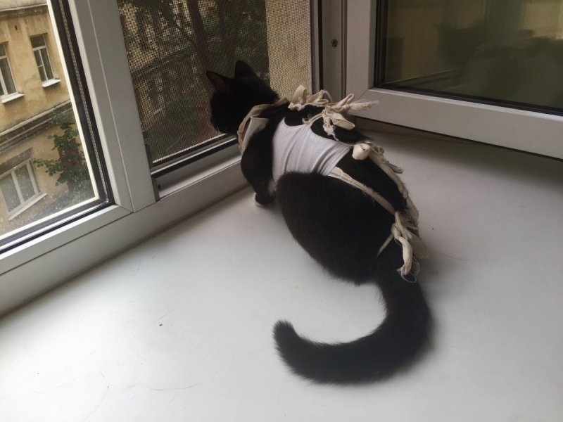 Кошки в нашей жизни. Кошки и все, что с ними связано.