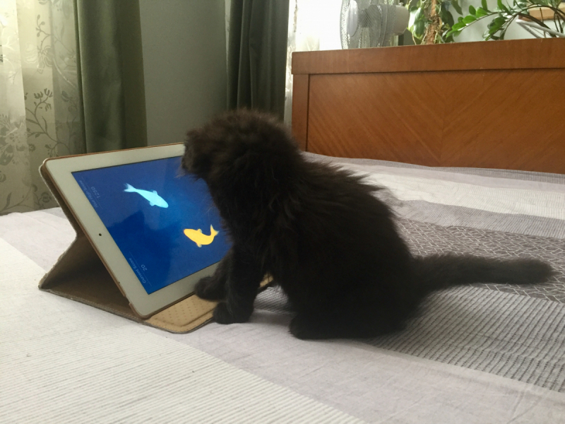 Кошки в нашей жизни. Кошки и все, что с ними связано.