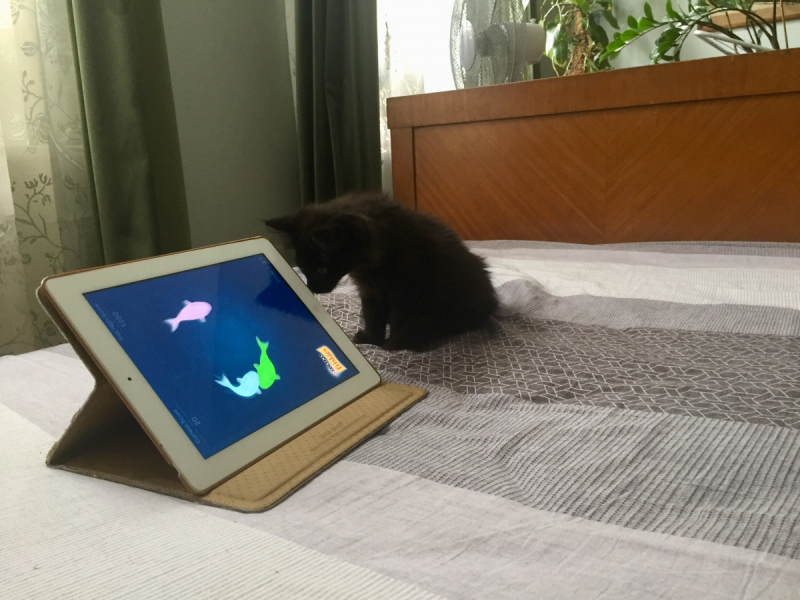 Кошки в нашей жизни. Кошки и все, что с ними связано.