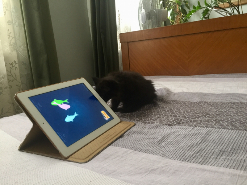 Кошки в нашей жизни. Кошки и все, что с ними связано.