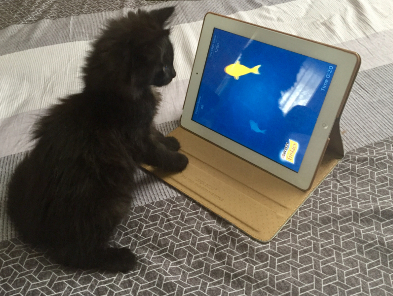 Кошки в нашей жизни. Кошки и все, что с ними связано.