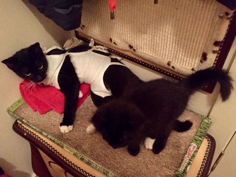 Кошки в нашей жизни. Кошки и все, что с ними связано.