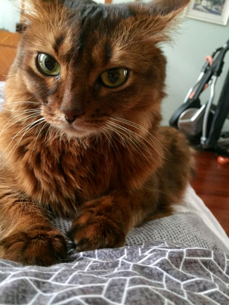 Кошки в нашей жизни. Кошки и все, что с ними связано.