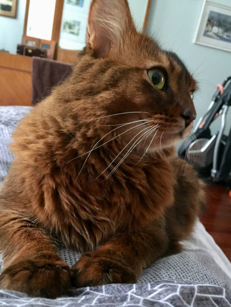 Кошки в нашей жизни. Кошки и все, что с ними связано.