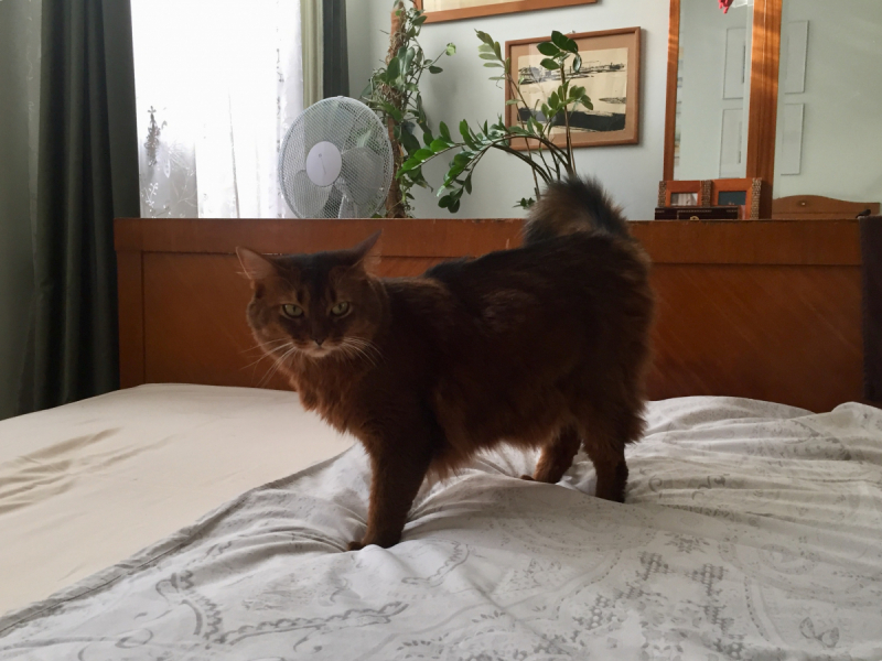 Кошки в нашей жизни. Кошки и все, что с ними связано.