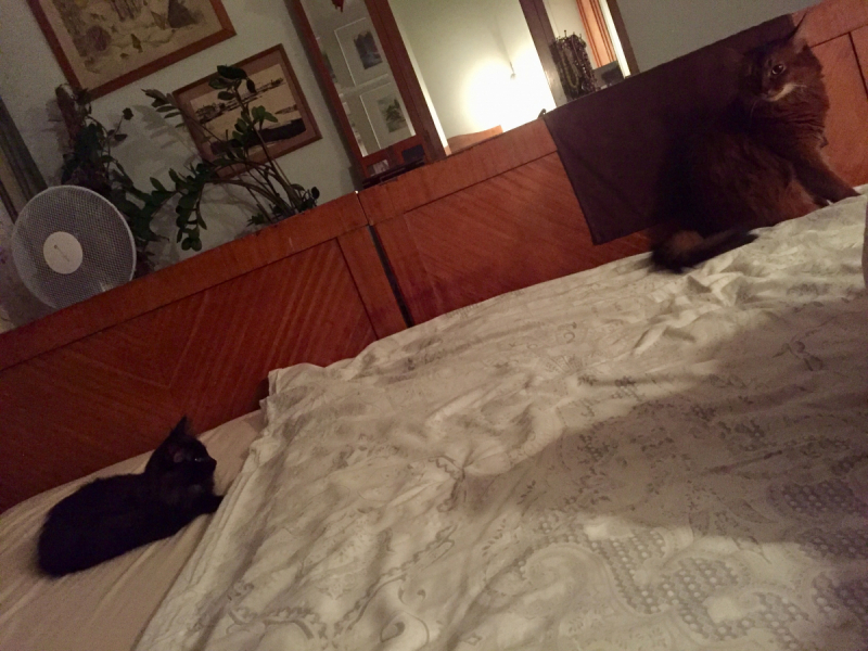 Кошки в нашей жизни. Кошки и все, что с ними связано.