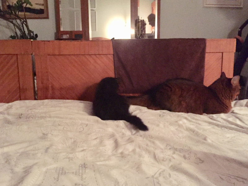 Кошки в нашей жизни. Кошки и все, что с ними связано.