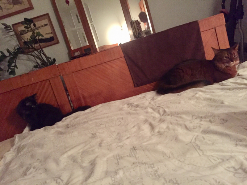 Кошки в нашей жизни. Кошки и все, что с ними связано.