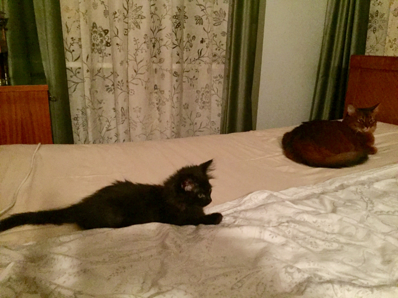 Кошки в нашей жизни. Кошки и все, что с ними связано.