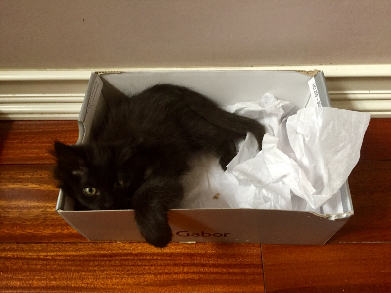 Кошки в нашей жизни. Кошки и все, что с ними связано.