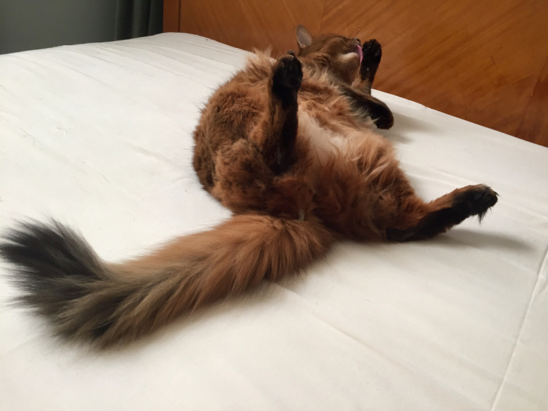 Кошки в нашей жизни. Кошки и все, что с ними связано.