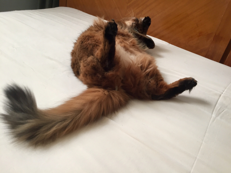 Кошки в нашей жизни. Кошки и все, что с ними связано.