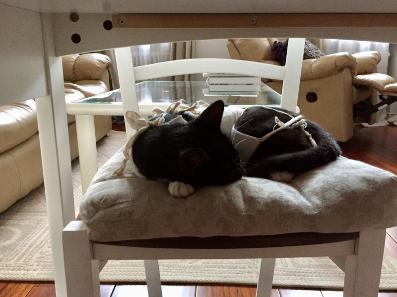 Кошки в нашей жизни. Кошки и все, что с ними связано.