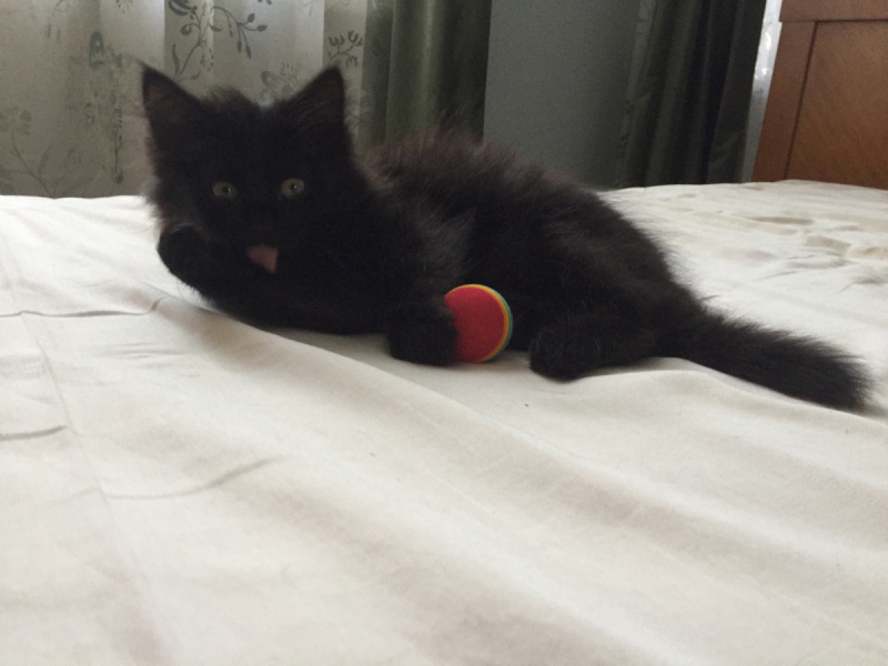 Кошки в нашей жизни. Кошки и все, что с ними связано.