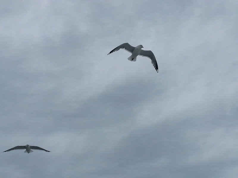 Россия времен ЧМ по футболу 2018: Москва-Коломна-СПб-Карелия-Соловки-Кронштадт-СПб