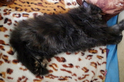 Кошки в нашей жизни. Кошки и все, что с ними связано.