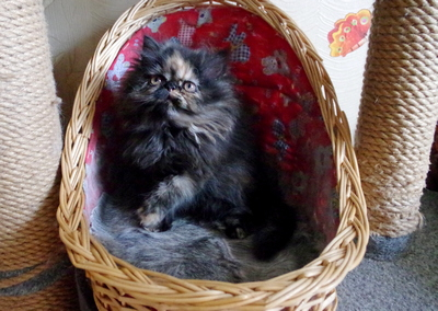 Кошки в нашей жизни. Кошки и все, что с ними связано.