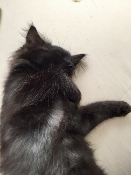 Кошки в нашей жизни. Кошки и все, что с ними связано.