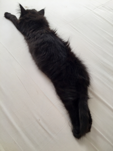 Кошки в нашей жизни. Кошки и все, что с ними связано.