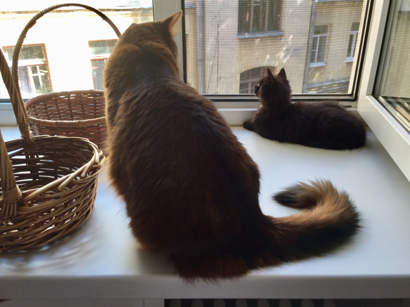 Кошки в нашей жизни. Кошки и все, что с ними связано.