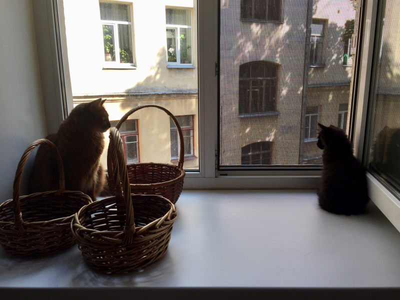 Кошки в нашей жизни. Кошки и все, что с ними связано.