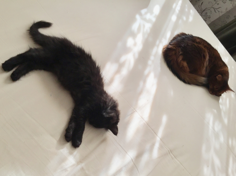 Кошки в нашей жизни. Кошки и все, что с ними связано.