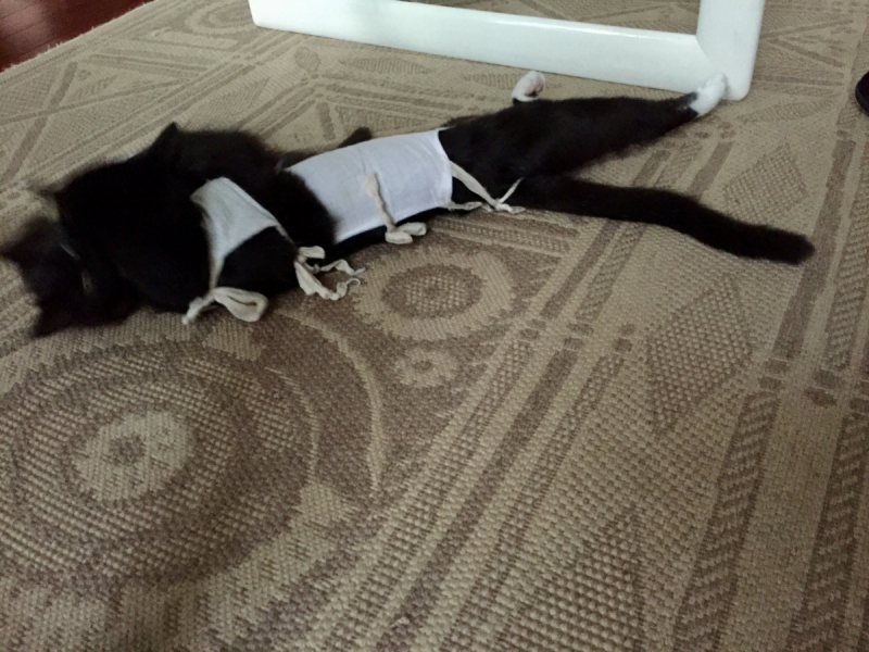 Кошки в нашей жизни. Кошки и все, что с ними связано.