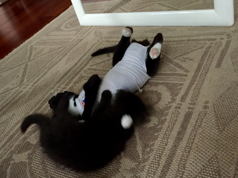 Кошки в нашей жизни. Кошки и все, что с ними связано.