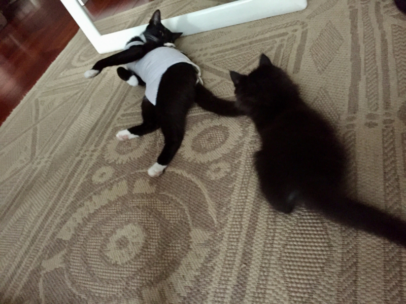 Кошки в нашей жизни. Кошки и все, что с ними связано.