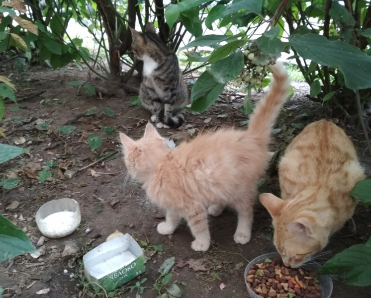 Кошки в нашей жизни. Кошки и все, что с ними связано.