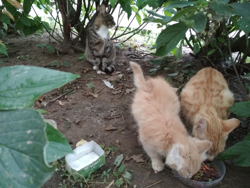 Кошки в нашей жизни. Кошки и все, что с ними связано.