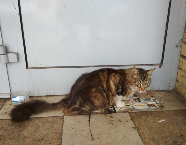 Кошки в нашей жизни. Кошки и все, что с ними связано.