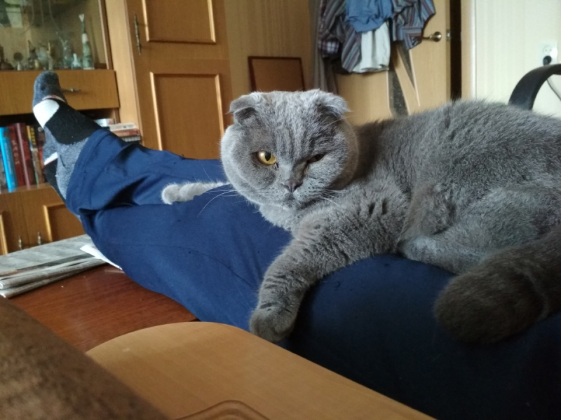 Кошки в нашей жизни. Кошки и все, что с ними связано.