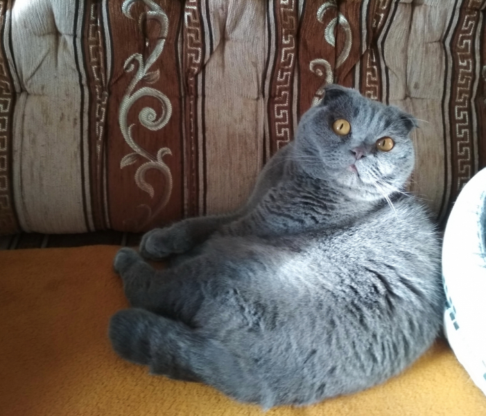 Кошки в нашей жизни. Кошки и все, что с ними связано.