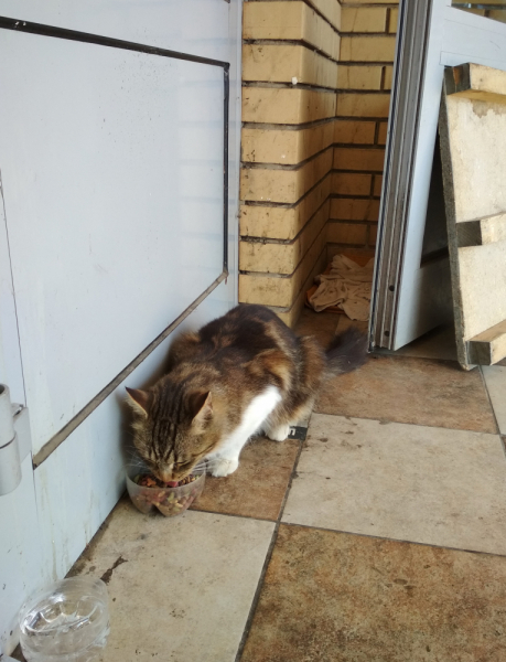 Кошки в нашей жизни. Кошки и все, что с ними связано.