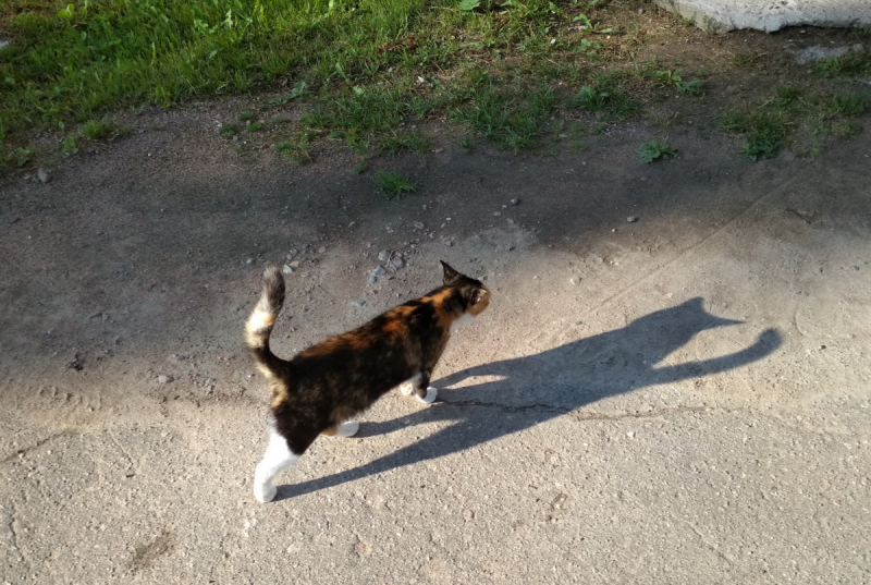 Кошки в нашей жизни. Кошки и все, что с ними связано.