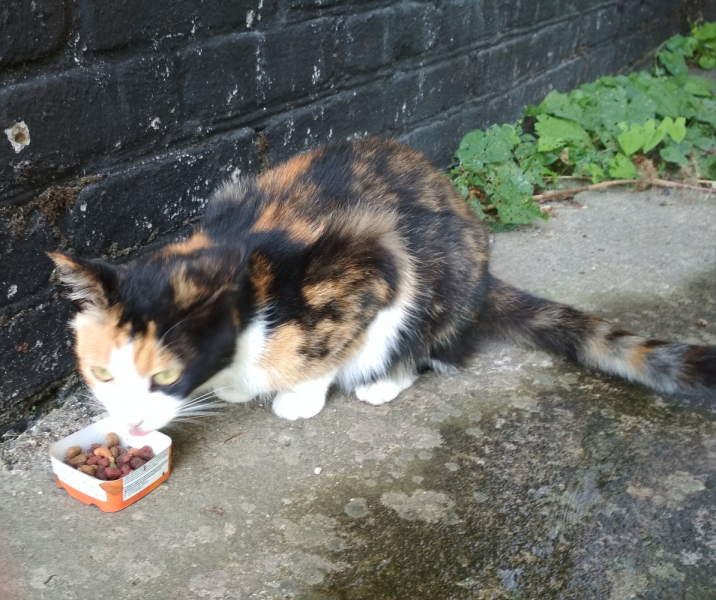 Кошки в нашей жизни. Кошки и все, что с ними связано.