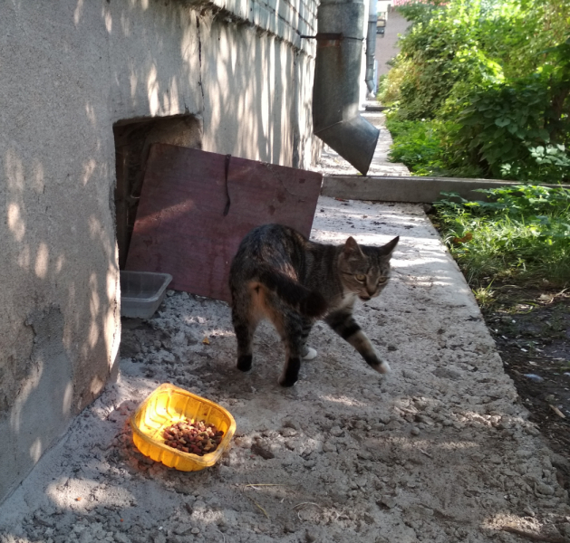 Кошки в нашей жизни. Кошки и все, что с ними связано.