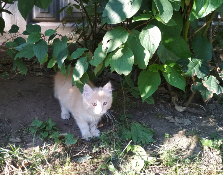 Кошки в нашей жизни. Кошки и все, что с ними связано.