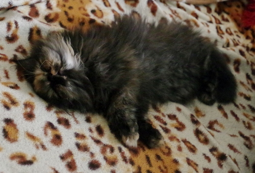 Кошки в нашей жизни. Кошки и все, что с ними связано.