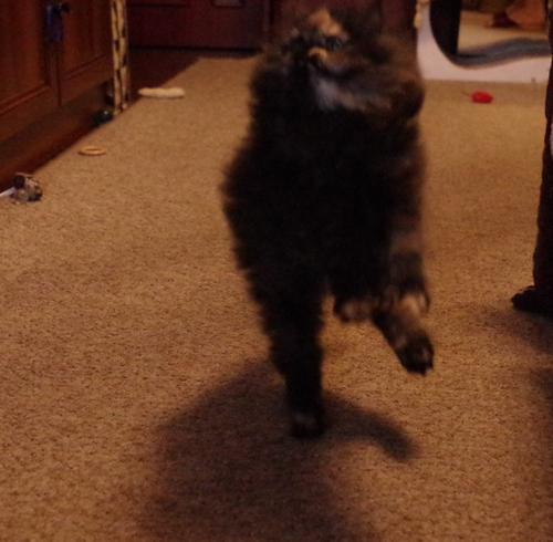 Кошки в нашей жизни. Кошки и все, что с ними связано.